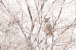 © Maisie Paterson/Tetra Images - Great horned owl (Bubo virginianus) perching in tree in winter