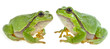 tree frog - Hyla arborea