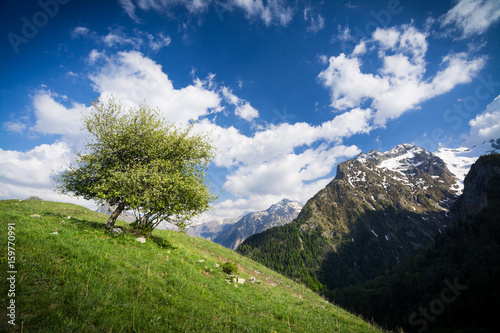 Altitude tree in the mountains French Alps Poster