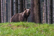 Brown Bear (Ursus Arctos) 