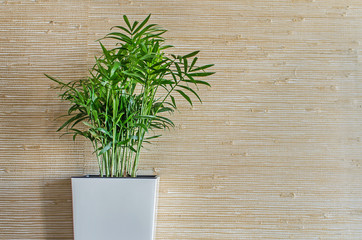 A flowerpot on the wall