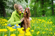 beautiful girl and dog hold flowers in mouth. Funny story with a setter and a blonde girl in a dandelion field in a city Park