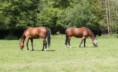 horses two 2 eating graze in field on farm