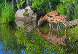 Fototapeta Na ścianę - Two baby Deer drink water from a clear pond.