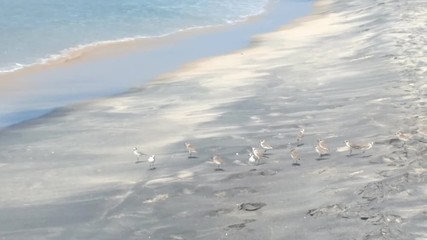 Wall Mural - Wader Sanderling (Crocethia alba) is inhabitant of tundra, but during migration it lives on sandy beaches and feeding in surf interstitial fauna
