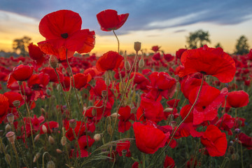 Wall Mural - Sunset over a poppy meadow