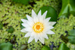 White Lotus Closeup from top view