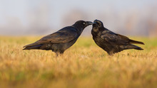 Pair Of Common Ravens Kissing And Grooming Each Other