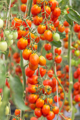  Close up red tomatoes hanging on trees in garden 