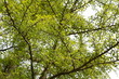 Junges Laub des Ginkgobaumes im Frühjahr, Ginkgo biloba