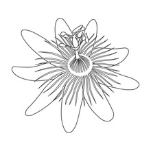 Isolated Hand Drawn Black Outline Monochrome Flower Of Passionflower,passiflora On White Background. Print Of Curve Lines. Page Of Coloring Book.