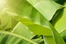 Water Drops On Fresh Green Banana Leaf Blur Background.