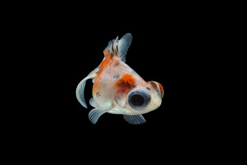 Wall Mural - goldfish isolated on black background.