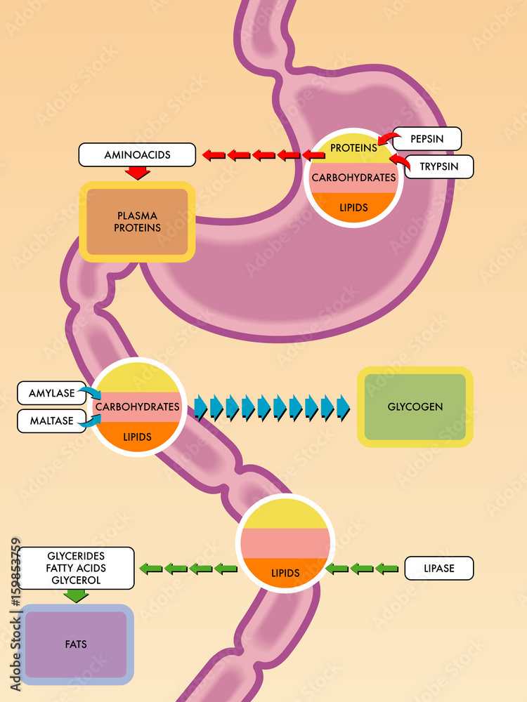 Food Breakdown Process digestive process diagram Stock Vector | Adobe Stock