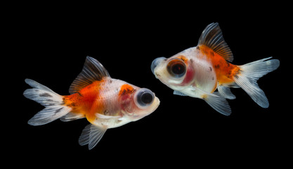 Wall Mural - goldfish isolated on black background