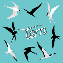 Tern  Bird Vector Illustration Style Flat  Set Silhouette Black