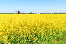 Old Wooden Windmill At The End Of A Yellow Rapeseed Field. Copy Space.