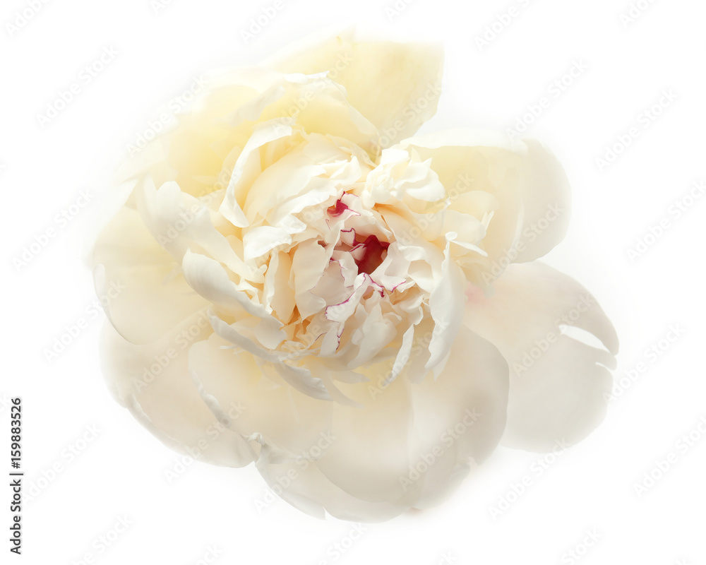 Beautiful peony flower on white background, closeup