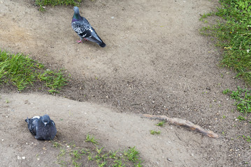 Two doves on the ground.