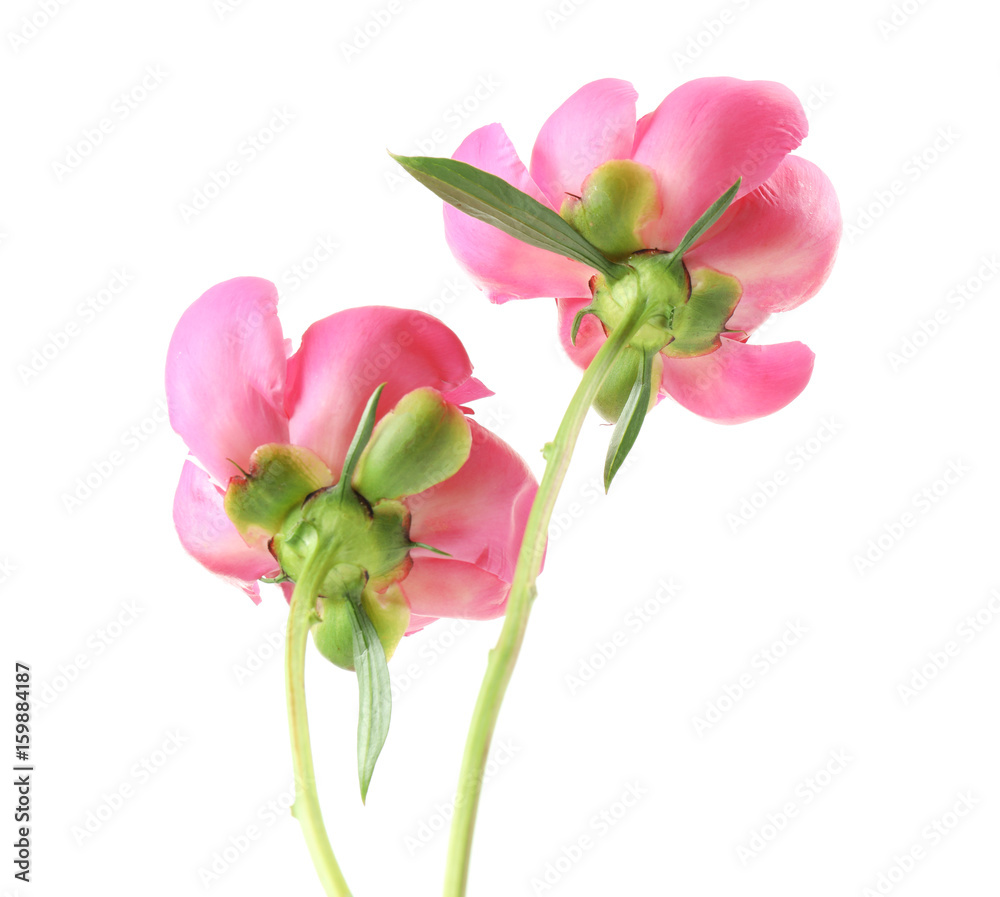 Beautiful peony flowers on white background