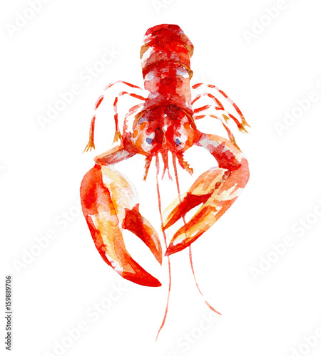 Zdjęcie XXL ilustracja świeżych homarów. Ręcznie rysowane akwarela na białym tle.