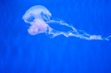 Beautiful Natural Jellyfish In Water