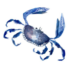 Fresh Crab Illustration. Hand Drawn Watercolor On White Background.