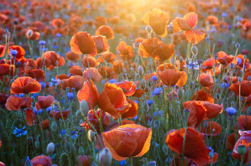 Wall Mural - Poppy meadow in the light of the setting sun, poppy and cornflower