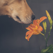 Dog Smelling Flower