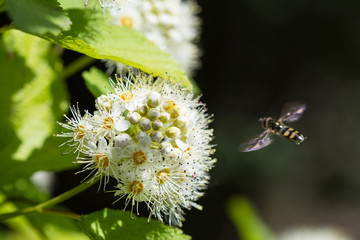 Sweat bee flying towards spirea japonica flower