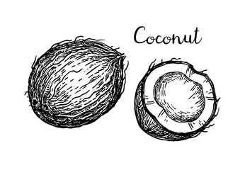 Wall Mural - Vector illustration of coconut.