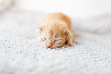 Orange Little Newborn Kitten Lying On The Gray Blanket Near The Window