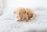 Fototapeta Koty - Orange little newborn kitten lying on the gray blanket near the window