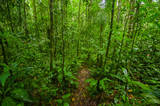 Fototapeta Dziecięca - Inside of the amazonian Jungle, surrounding of dense vegetation in the Cuyabeno National Park, South America Ecuador