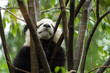 © xiaoliangge - Giant panda baby over the tree.