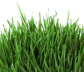 Wall Mural - Fresh green grass on white background