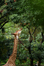 Hungry Giraffe