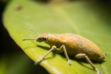 Moth dust, gold leaf background.Macro