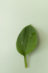 Wall Mural - Green leaf with drops on a green background