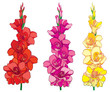 Vector set with red, pink and yellow Gladiolus or sword lily flower bunch isolated on white background. Floral elements in contour style with ornate gladioli for summer design. 