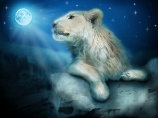 Lion in night