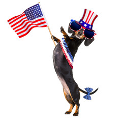 independence day 4th of july dog