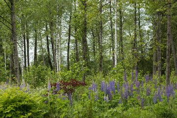 Wall Mural - blue flowers field against forest at sunny day