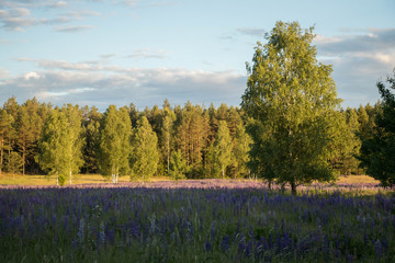 Wall Mural - forest field with fog flowers and trees