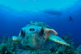 Fototapeta  - A loggerhead sea turtle swims through the deep blue ocean in Grand Cayman, Caribbean. The majestic reptile is so old he has barnacles on his shell. This unfortunate guy has lost a fin.
