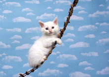One Small White Kitten On A Wood Hanging Ladder Looking Directly At Viewer, Sky Background With Many White Fluffy Clouds.