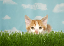 Orange And White Tabby Kitten Crouched Down In Tall Green Grass Ready To Pounce, Looking Directly At Viewer. Blue Background Sky With Clouds.