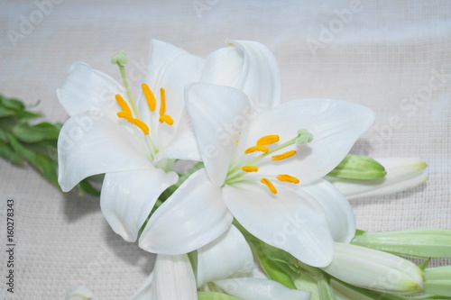 elegancki-kwiat-lilii-na-bialej-tkaninie