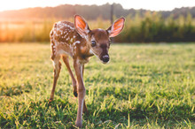 Orphaned Fawn