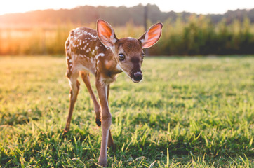 orphaned fawn